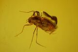 Three Fossil Flies (Diptera) In Baltic Amber #166244-3